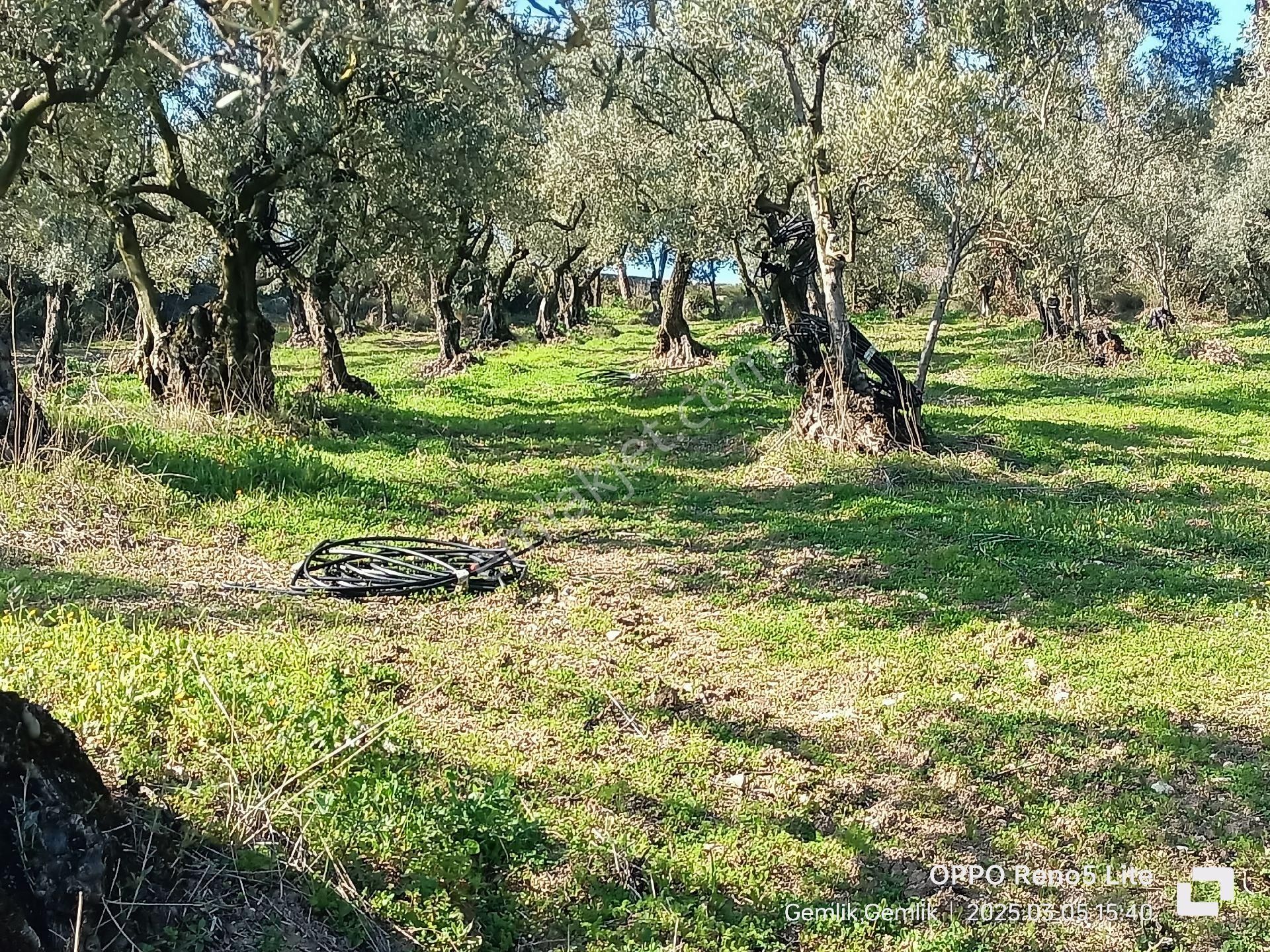 Umurbeyde 2316m2 Yerleşime1km 100 Zeytin - Görsel 8