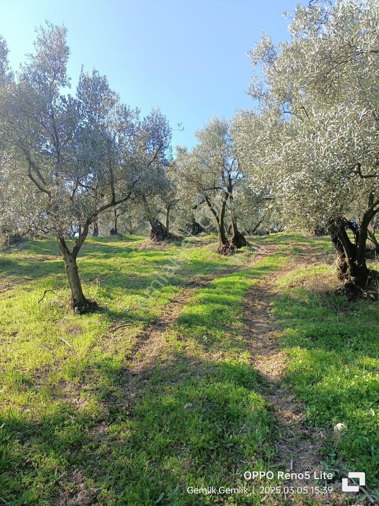 Umurbeyde 2316m2 Yerleşime1km 100 Zeytin - Görsel 10
