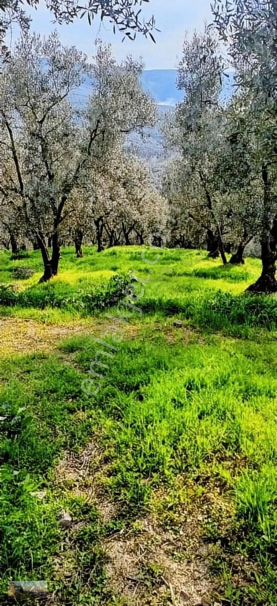 Umurbeyde 2316m2 Yerleşime1km 100 Zeytin - Görsel 2