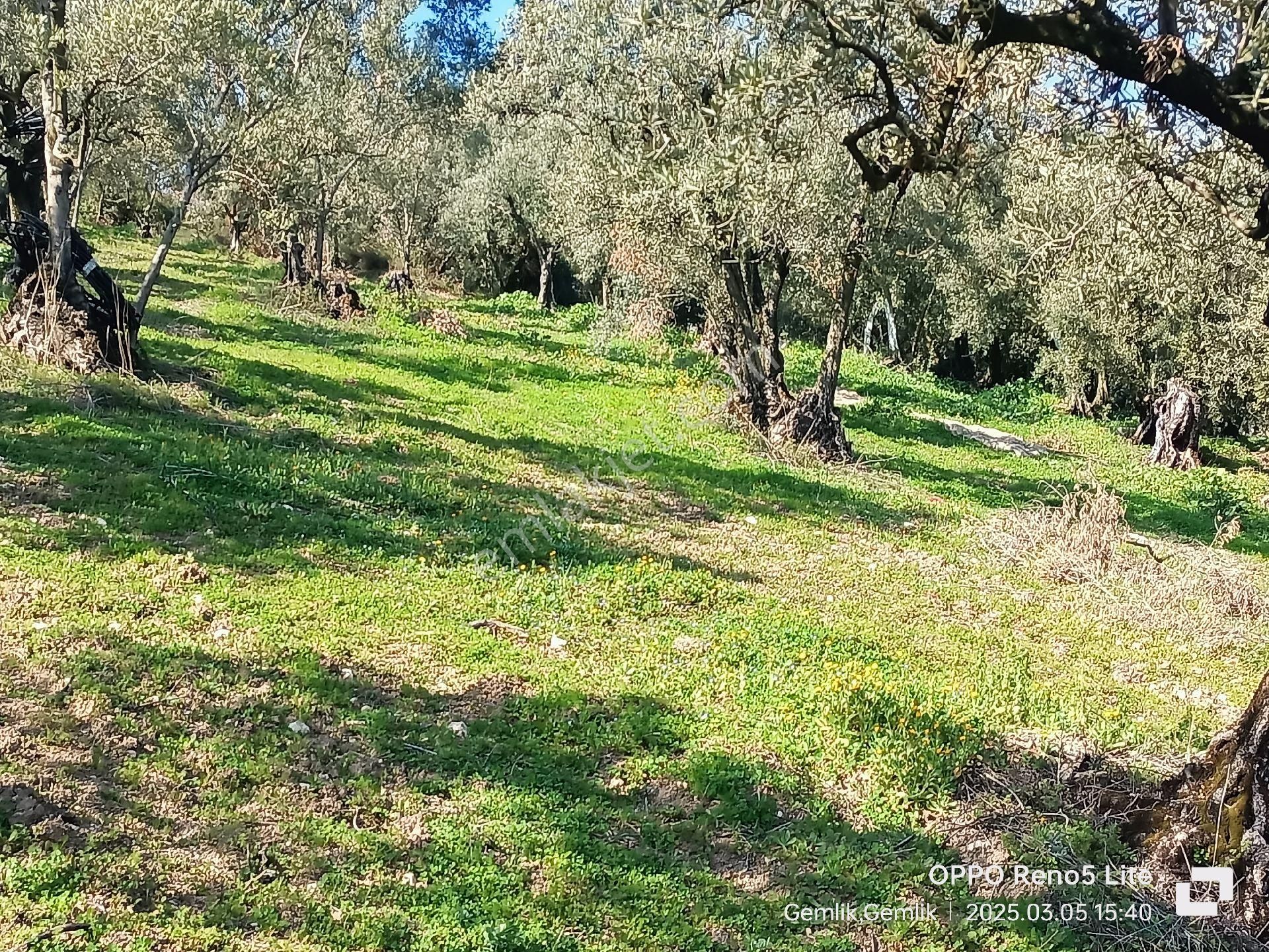 Umurbeyde 2316m2 Yerleşime1km 100 Zeytin - Görsel 7