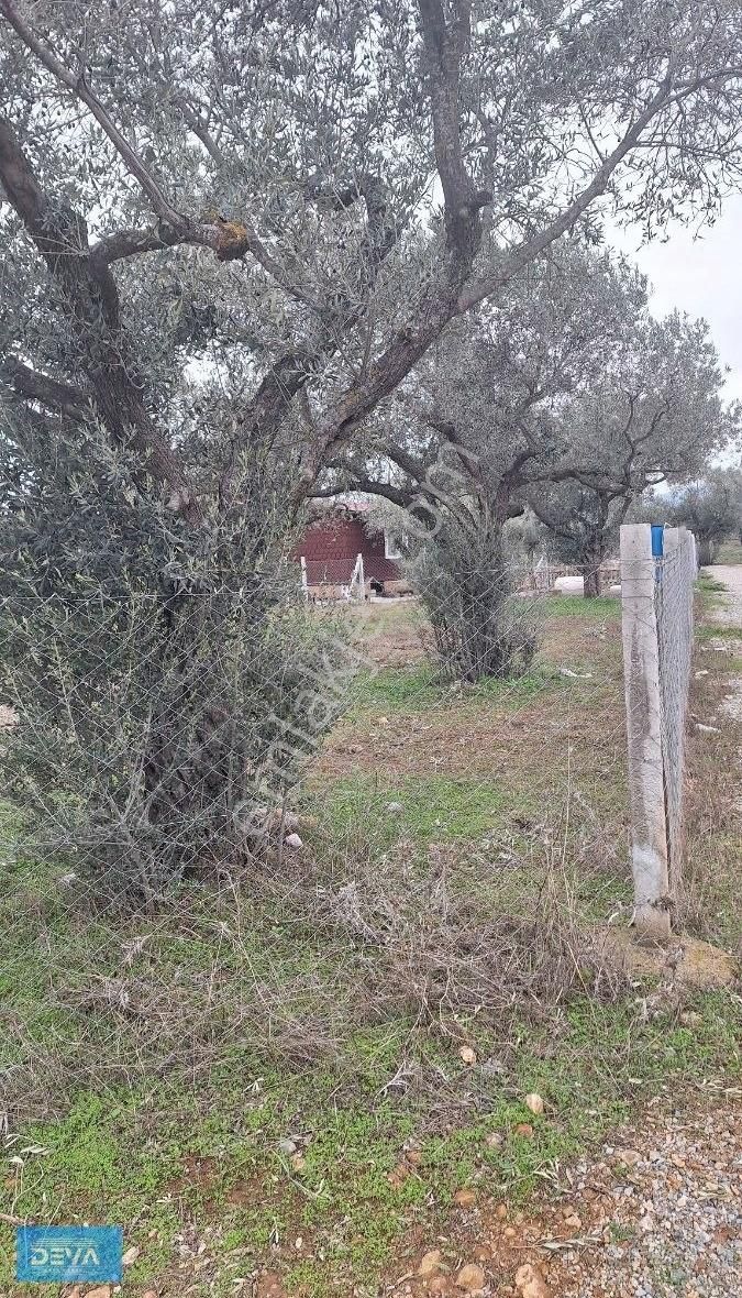 Torbalı Dağ Kızılca Köyünde 350 Metre Satılık Bahçe - Görsel 7