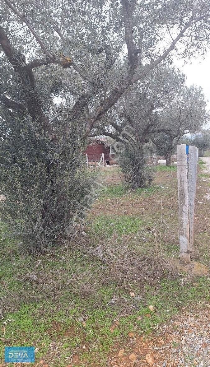 Torbalı Dağ Kızılca Köyünde 350 Metre Satılık Bahçe - Görsel 3