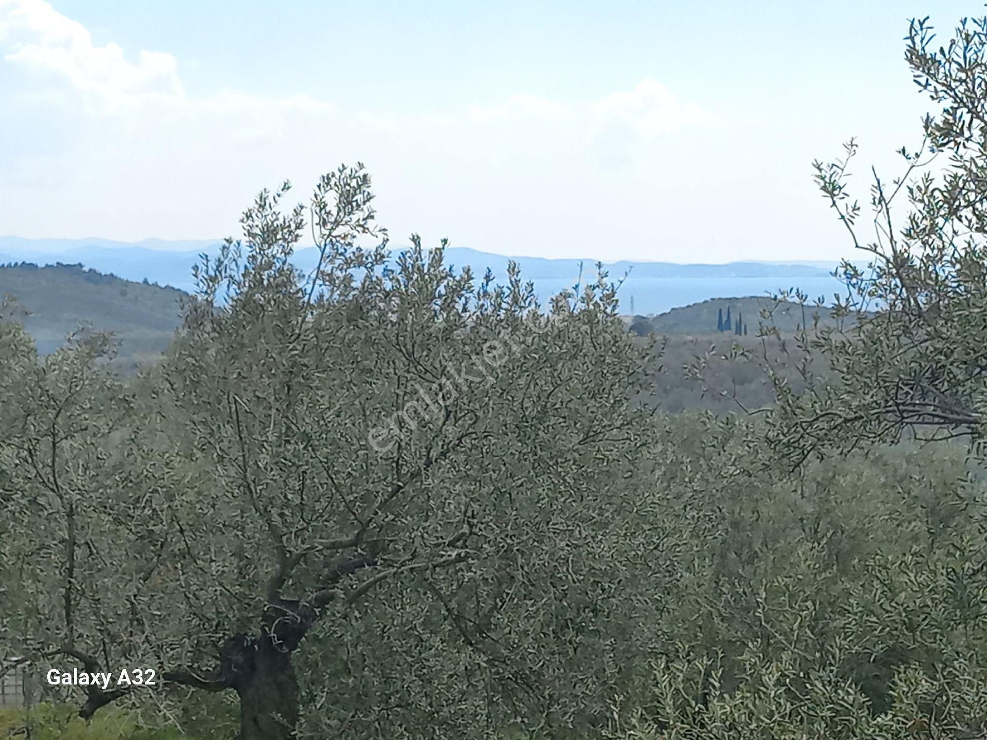 Güre Kızılkeçili Arası Deniz Manzaralı Satılık Zeytinlik - Görsel 14