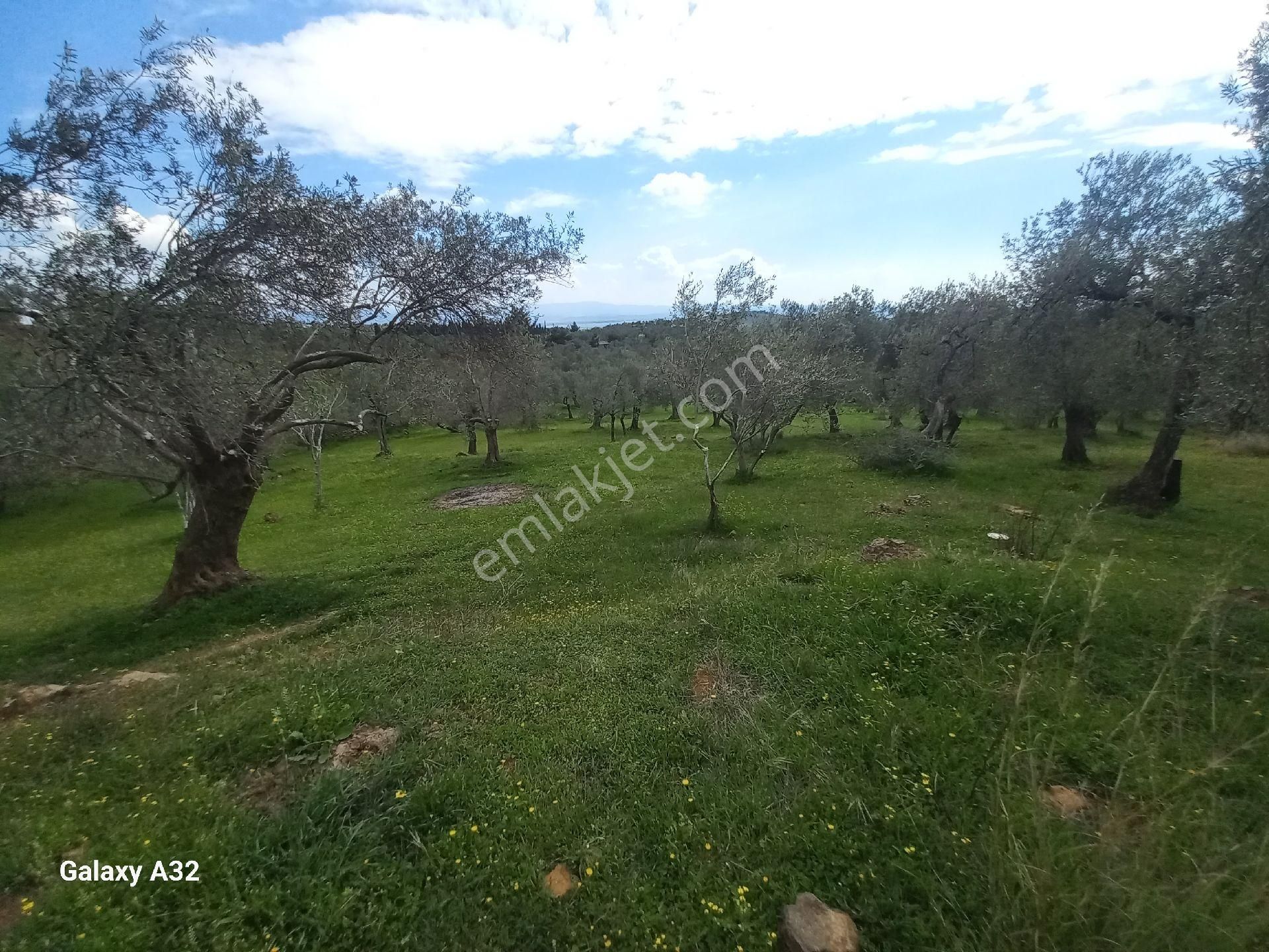 Güre Kızılkeçili Arası Deniz Manzaralı Satılık Zeytinlik - Görsel 18