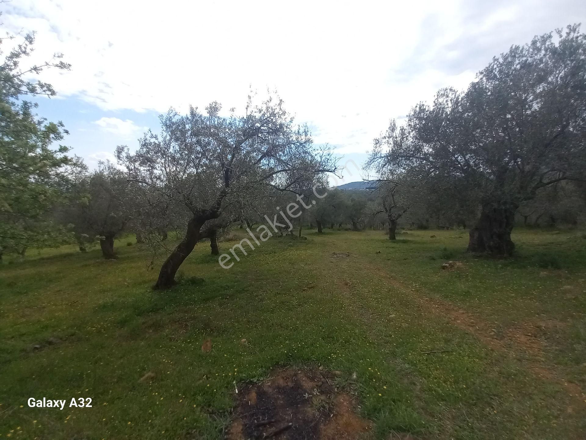Güre Kızılkeçili Arası Deniz Manzaralı Satılık Zeytinlik - Görsel 16
