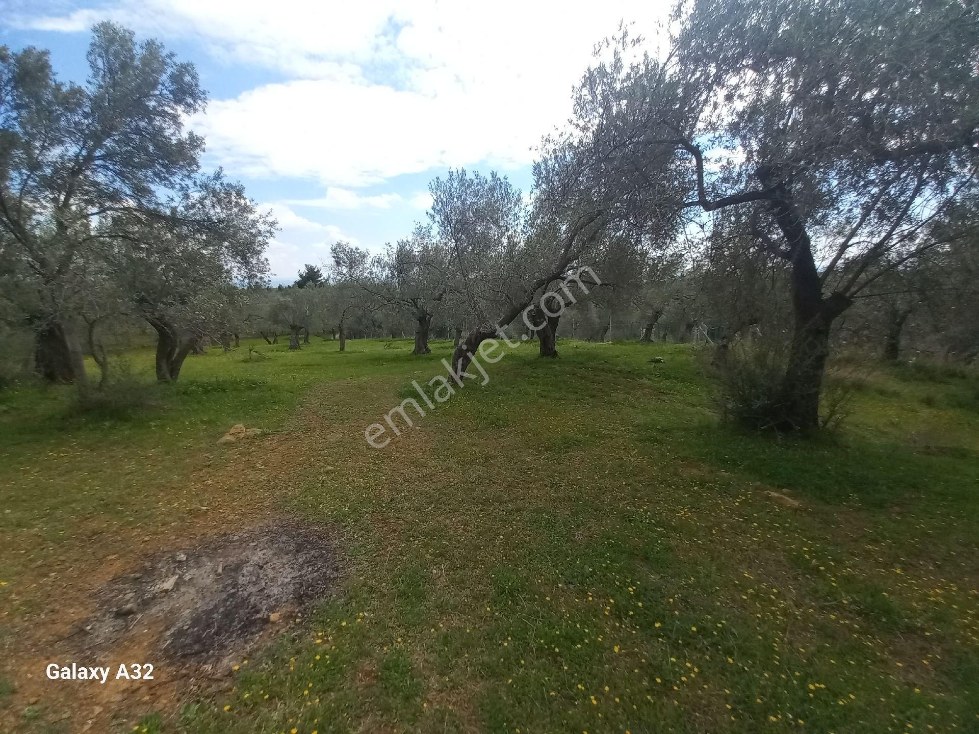 Güre Kızılkeçili Arası Deniz Manzaralı Satılık Zeytinlik - Görsel 7
