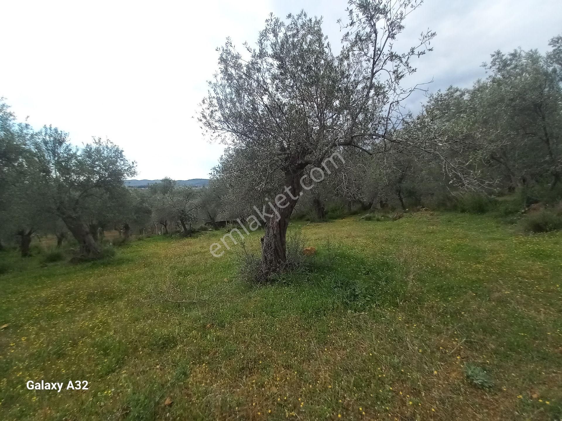 Güre Kızılkeçili Arası Deniz Manzaralı Satılık Zeytinlik - Görsel 9