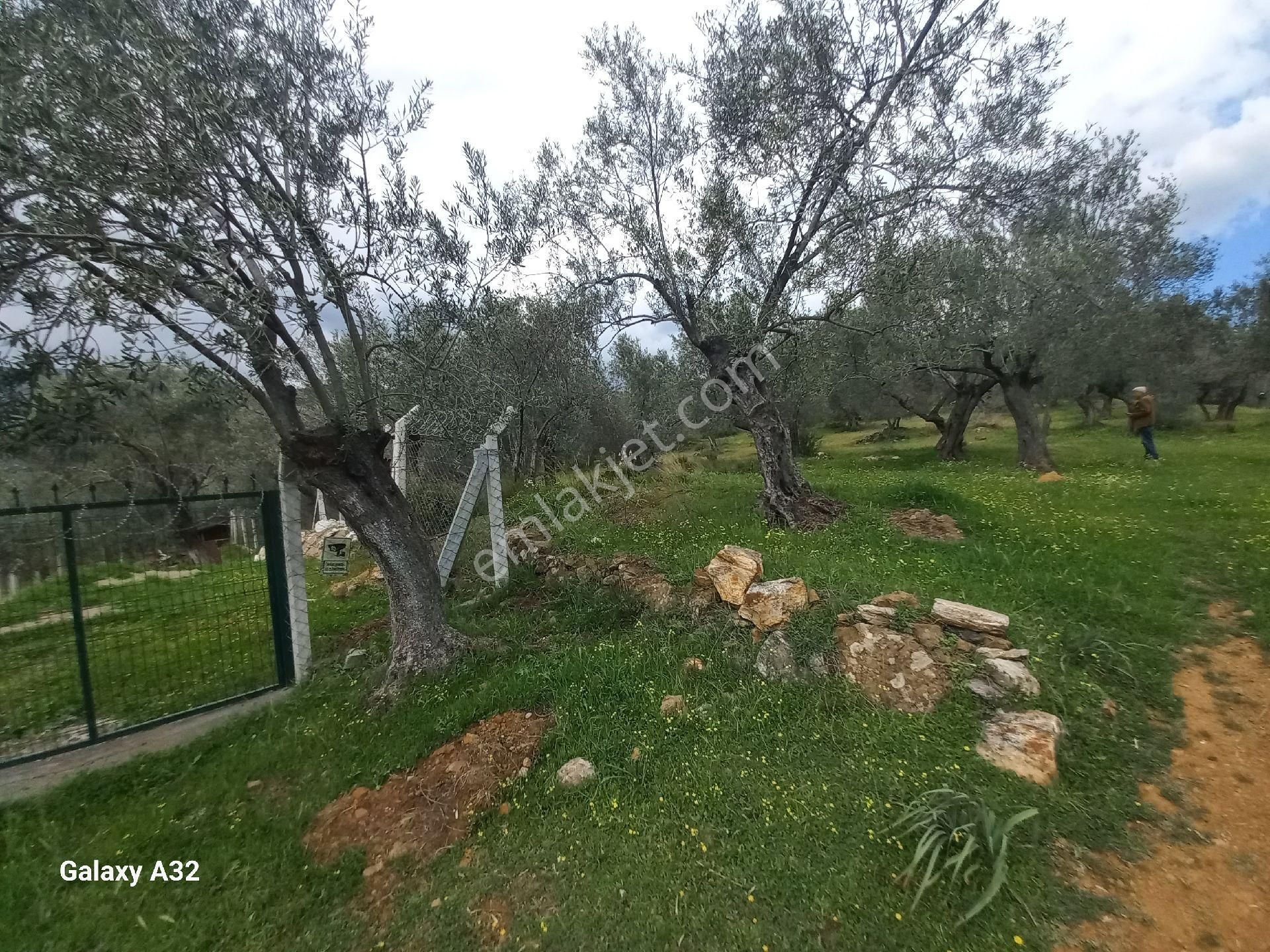 Güre Kızılkeçili Arası Deniz Manzaralı Satılık Zeytinlik - Görsel 2