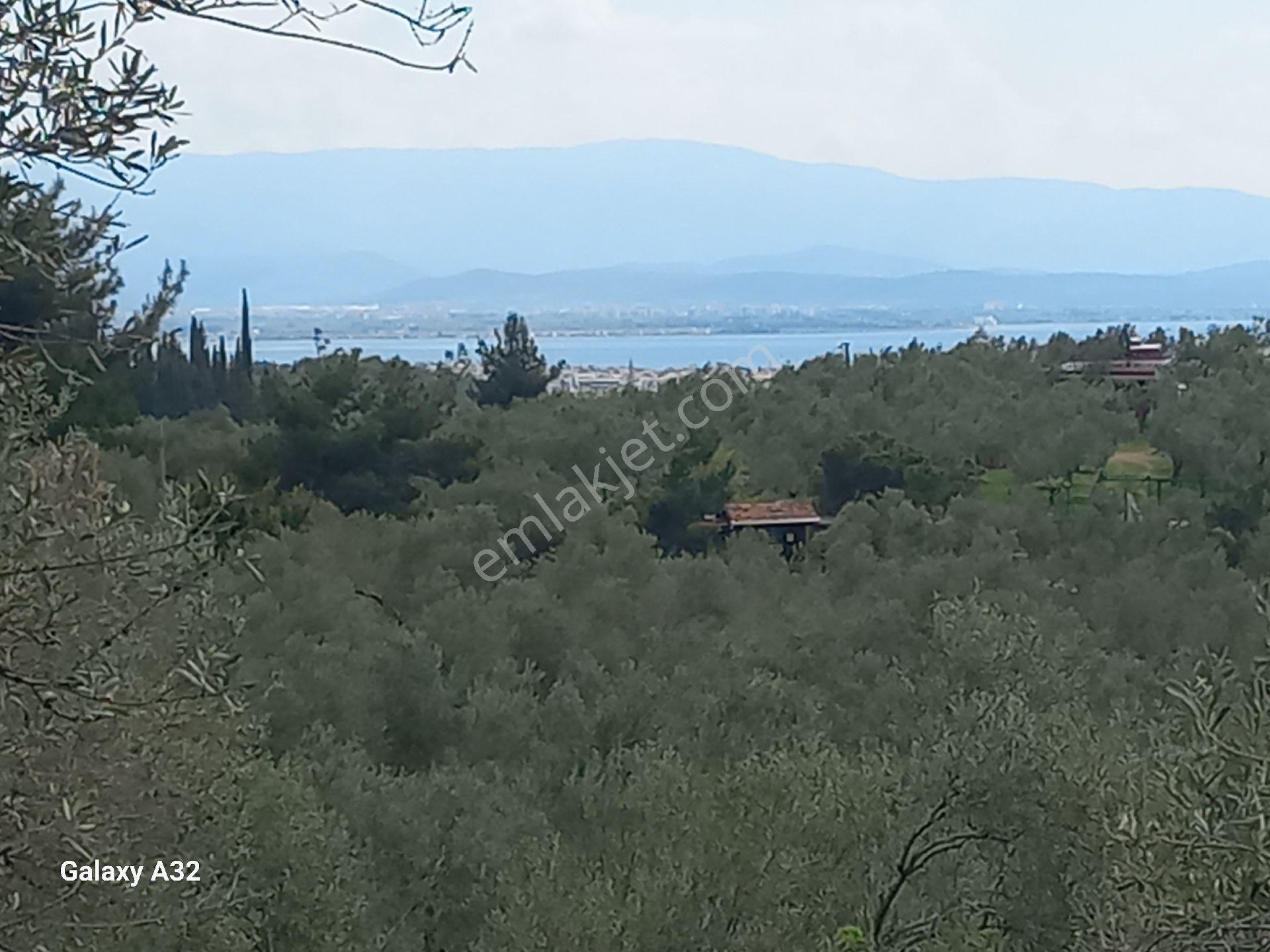 Güre Kızılkeçili Arası Deniz Manzaralı Satılık Zeytinlik - Görsel 20
