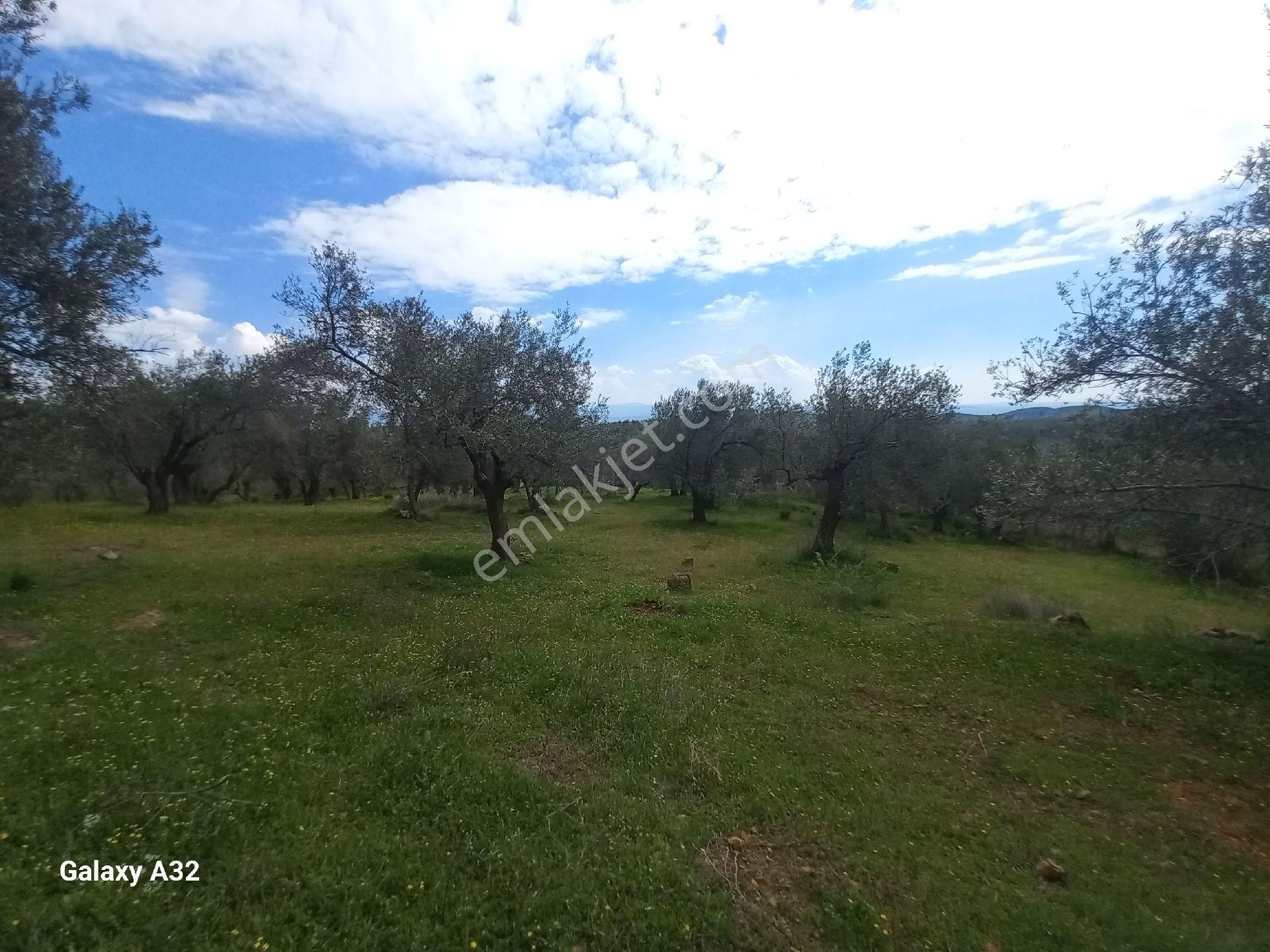 Güre Kızılkeçili Arası Deniz Manzaralı Satılık Zeytinlik - Görsel 12