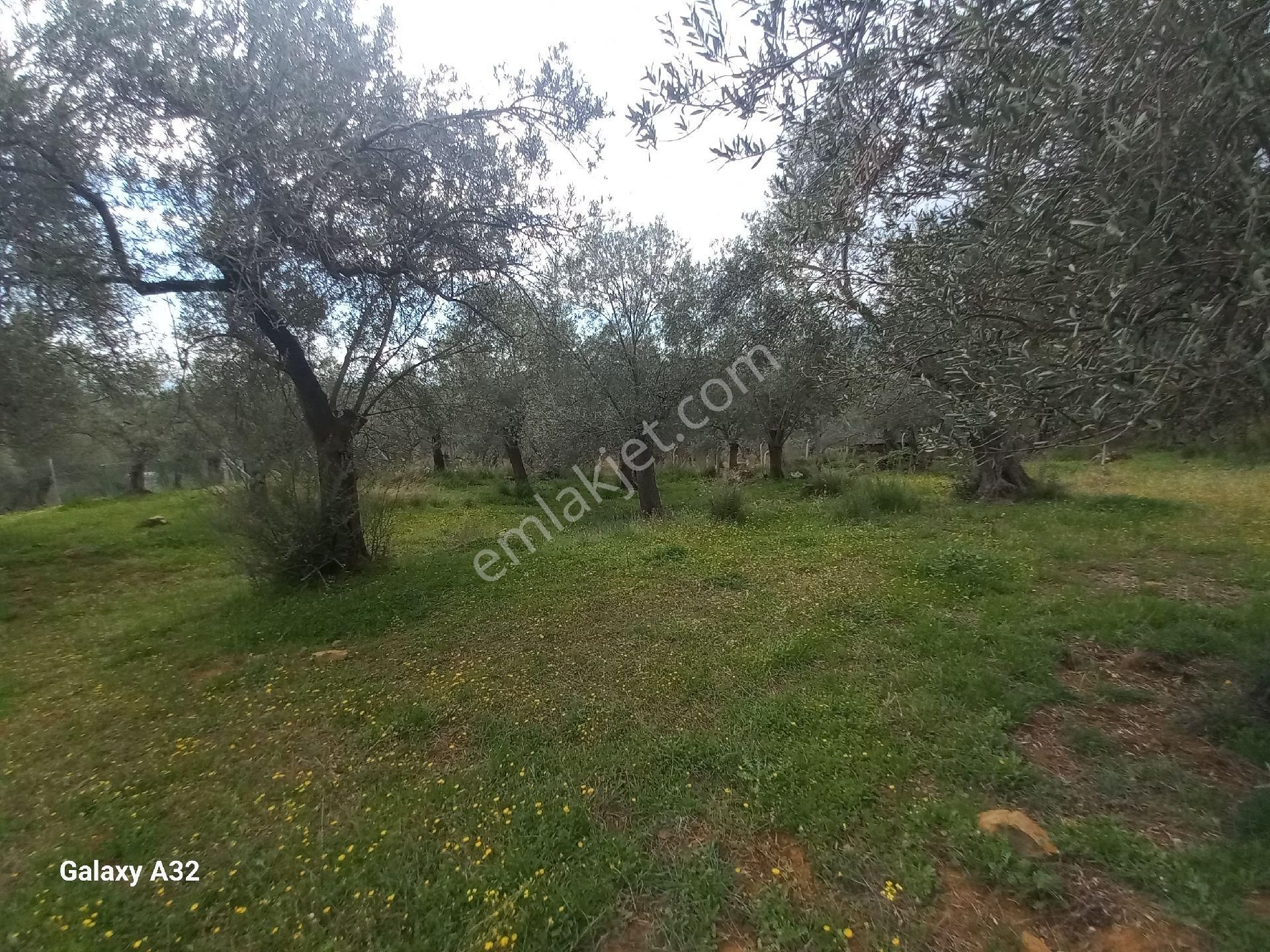 Güre Kızılkeçili Arası Deniz Manzaralı Satılık Zeytinlik - Görsel 8