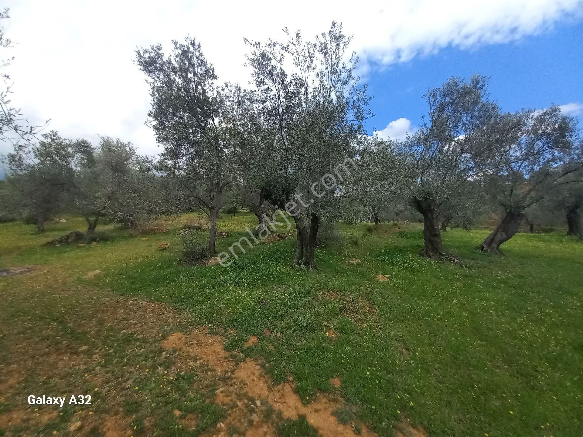 Güre Kızılkeçili Arası Deniz Manzaralı Satılık Zeytinlik - Görsel 6
