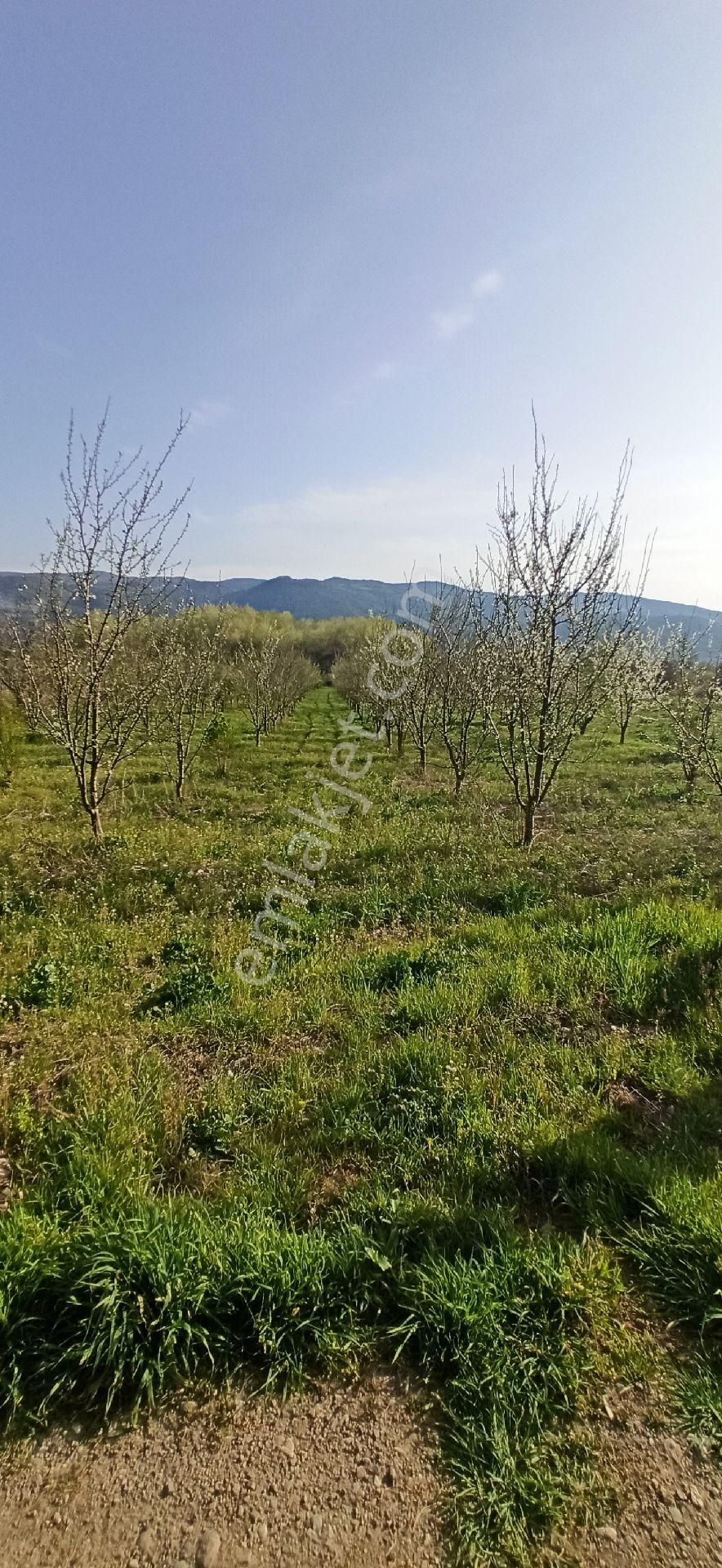 İznik Çiçeklide 6190m² Tarla - Görsel 9