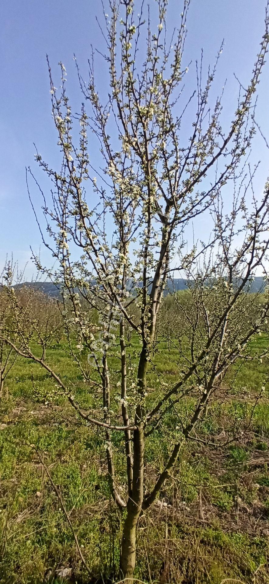 İznik Çiçeklide 6190m² Tarla - Görsel 11
