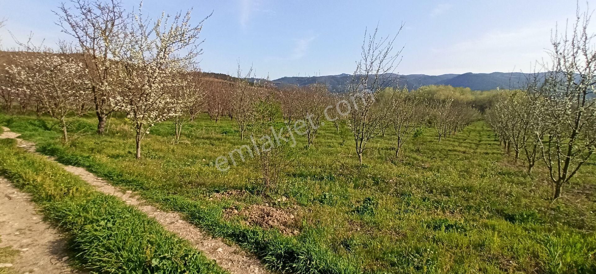 İznik Çiçeklide 6190m² Tarla - Görsel 4