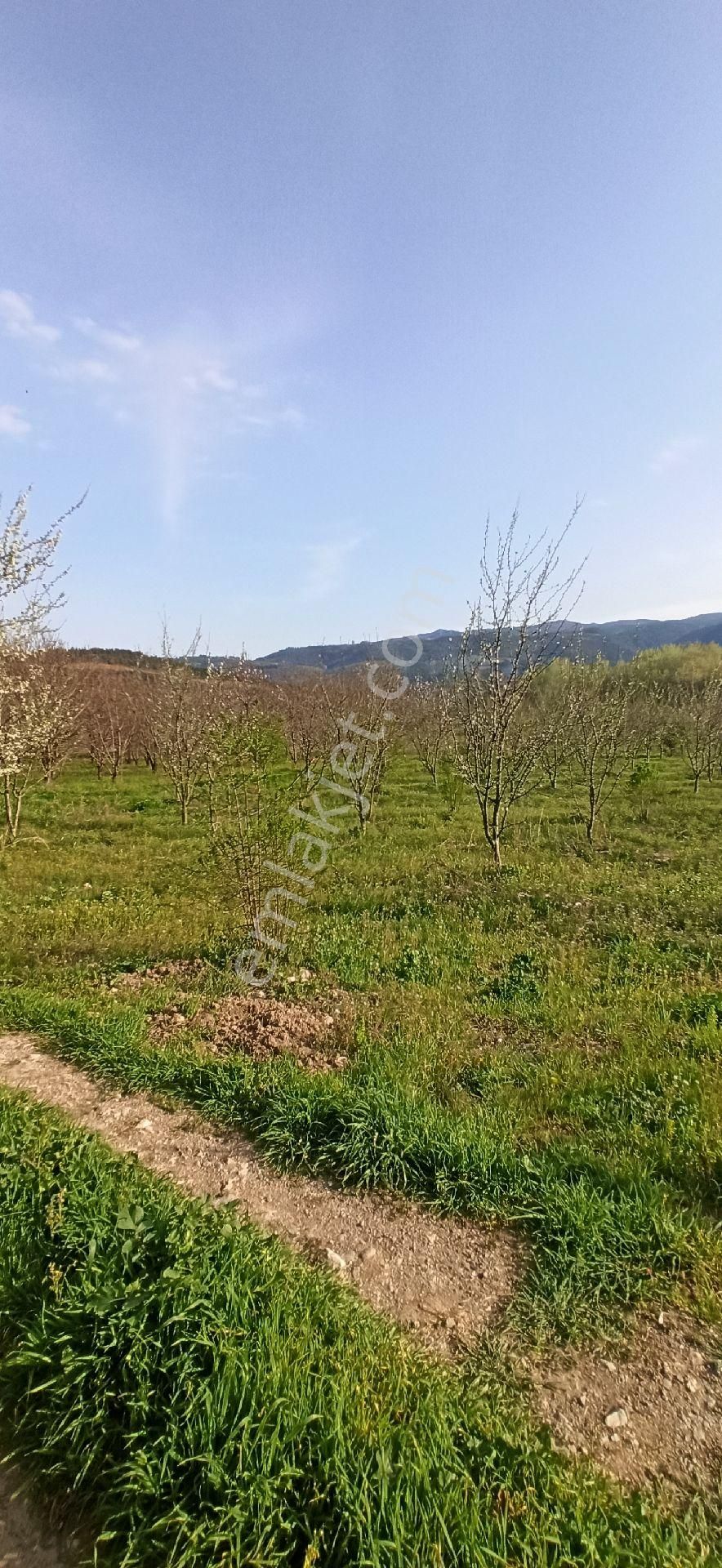 İznik Çiçeklide 6190m² Tarla - Görsel 6
