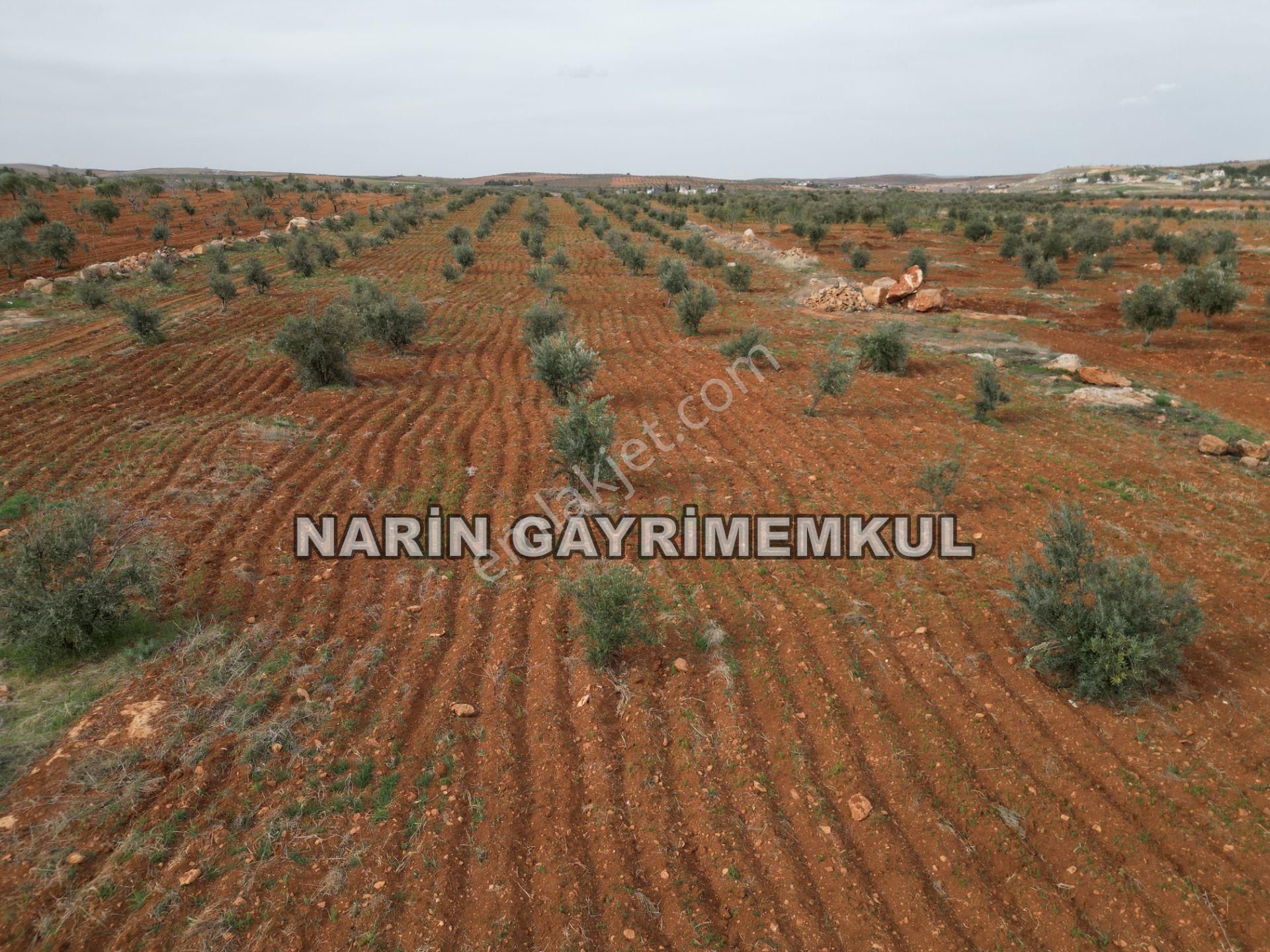 Oğuzeli Tınazdere Mah. 350 Adet Zeytin Ve Resmi Yol, Köy 1 Km - Görsel 6