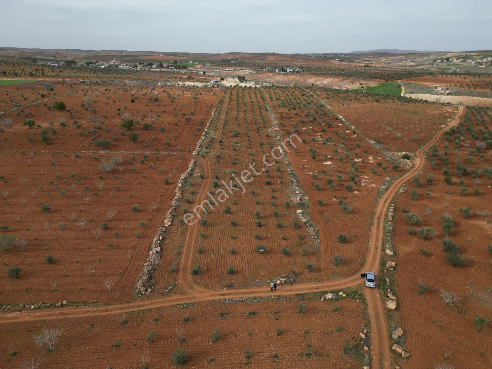 Oğuzeli Tınazdere Mah. 350 Adet Zeytin Ve Resmi Yol, Köy 1 Km - Görsel 2