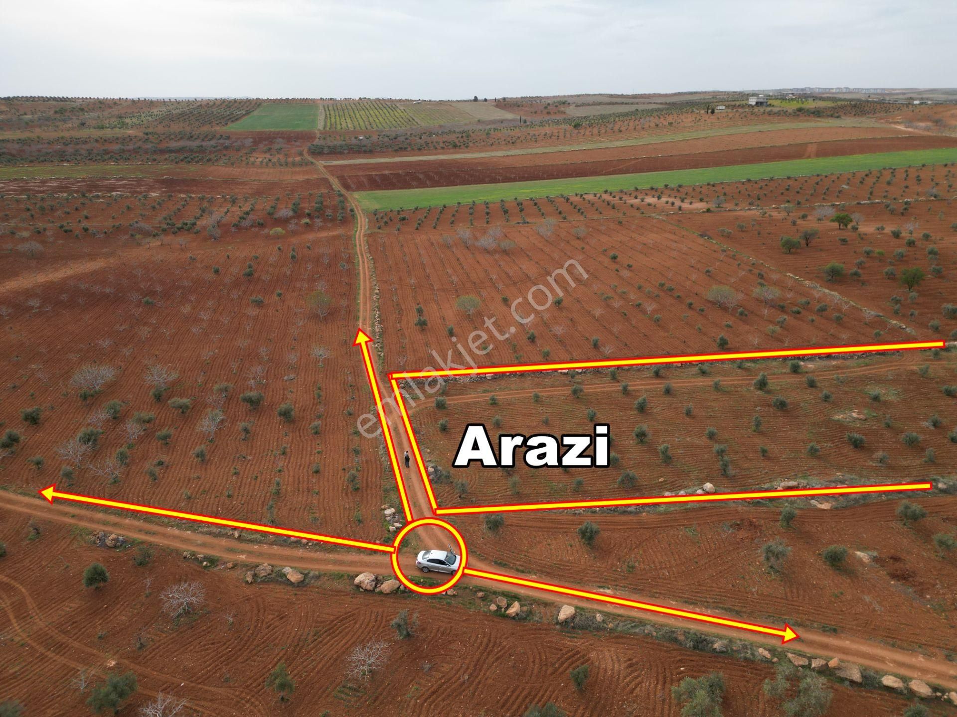 Oğuzeli Tınazdere Mah. 350 Adet Zeytin Ve Resmi Yol, Köy 1 Km - Görsel 3