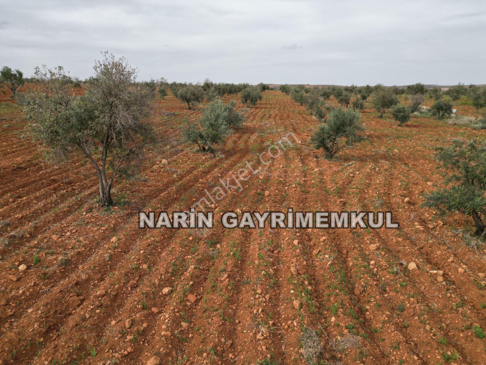 Oğuzeli Tınazdere Mah. 350 Adet Zeytin Ve Resmi Yol, Köy 1 Km - Görsel 8