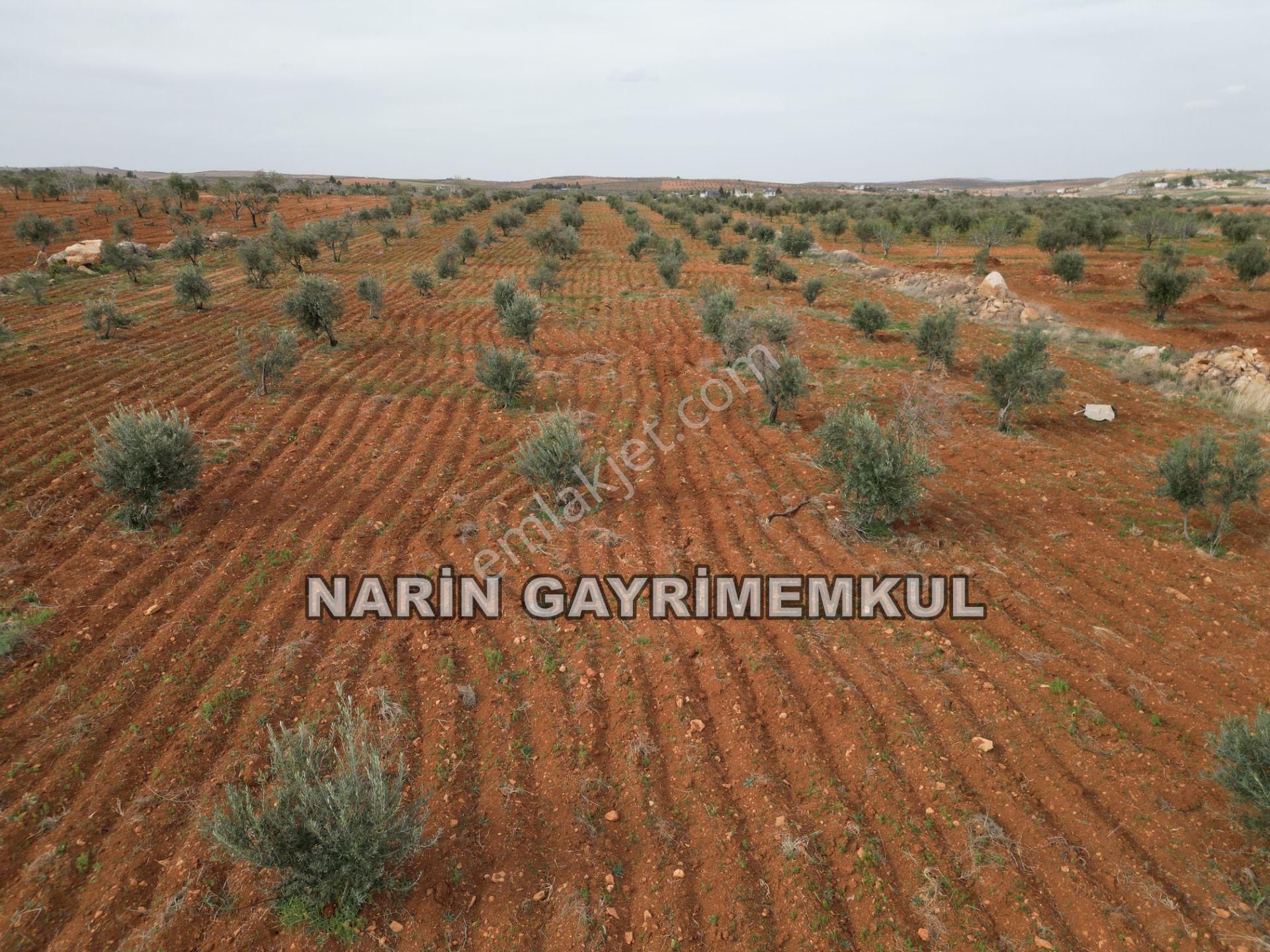 Oğuzeli Tınazdere Mah. 350 Adet Zeytin Ve Resmi Yol, Köy 1 Km - Görsel 7