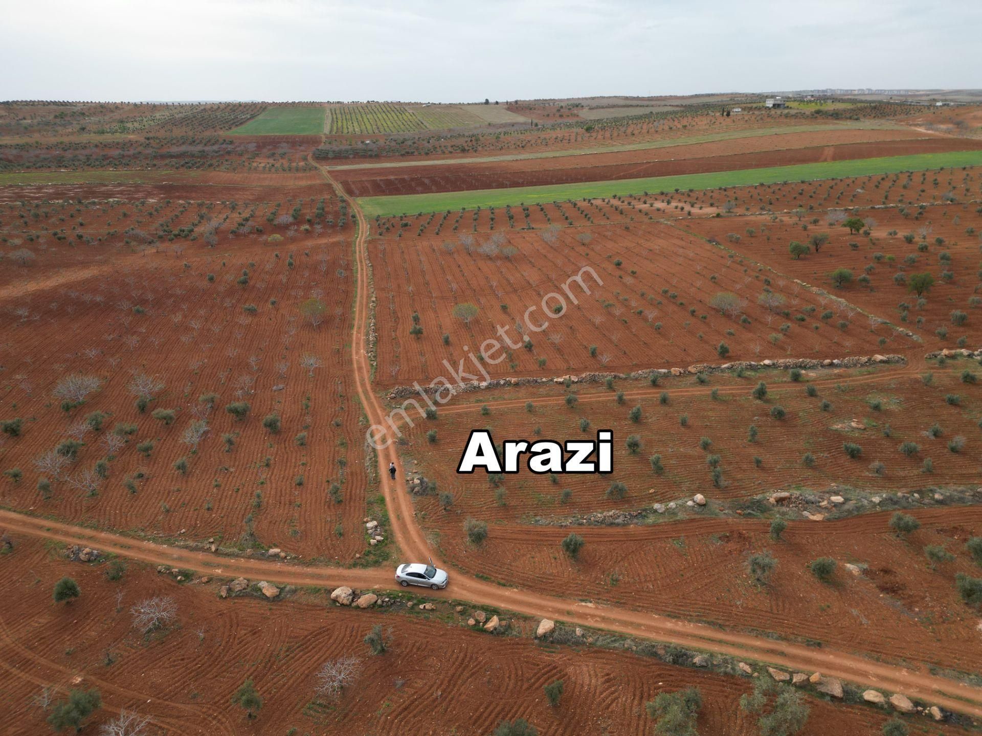 Oğuzeli Tınazdere Mah. 350 Adet Zeytin Ve Resmi Yol, Köy 1 Km - Görsel 5