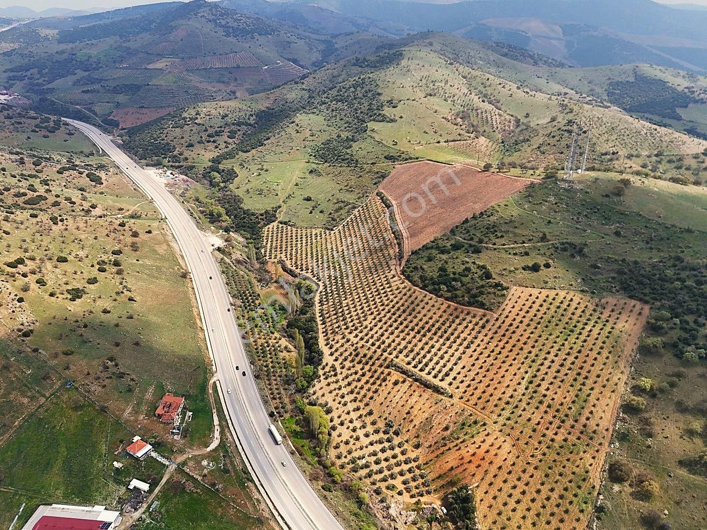 Salihli De Satılık 93517 M2 Zeytinlik Ve Tarla (video) - Görsel 8