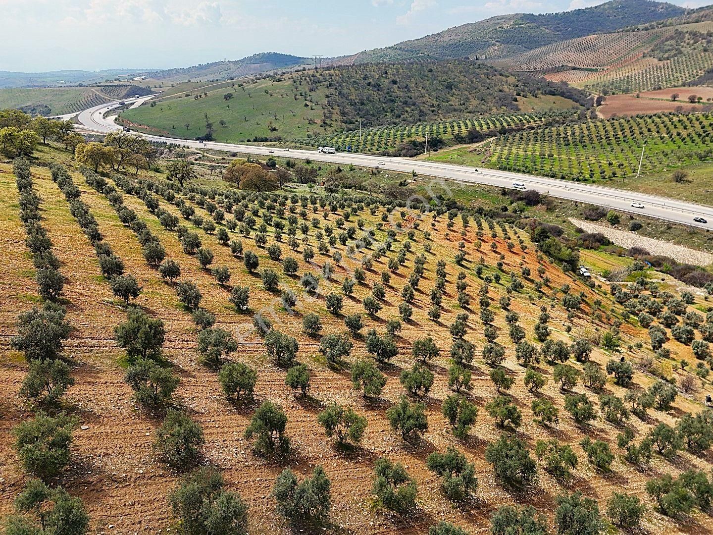 Salihli De Satılık 93517 M2 Zeytinlik Ve Tarla (video) - Görsel 23