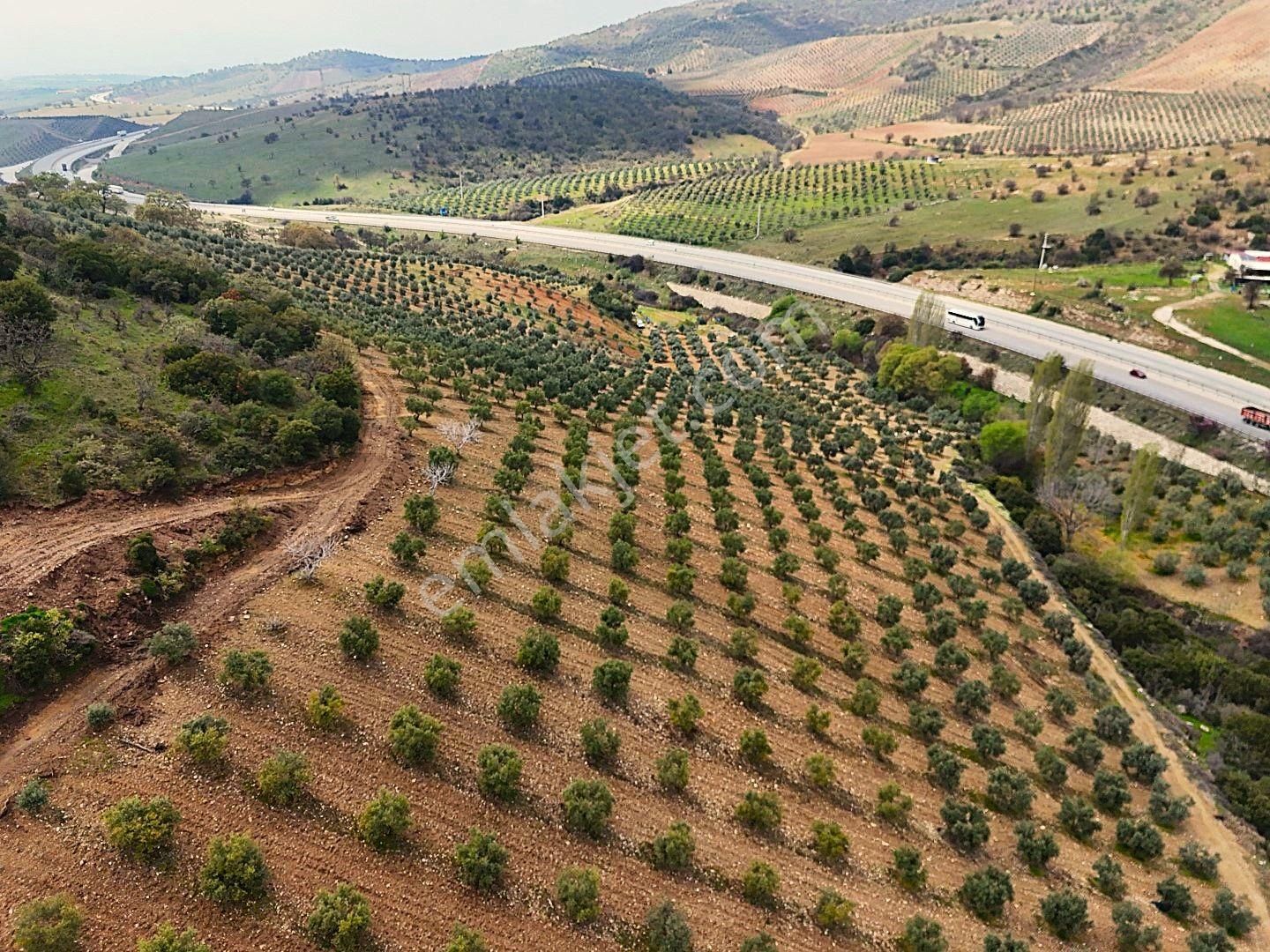 Salihli De Satılık 93517 M2 Zeytinlik Ve Tarla (video) - Görsel 18