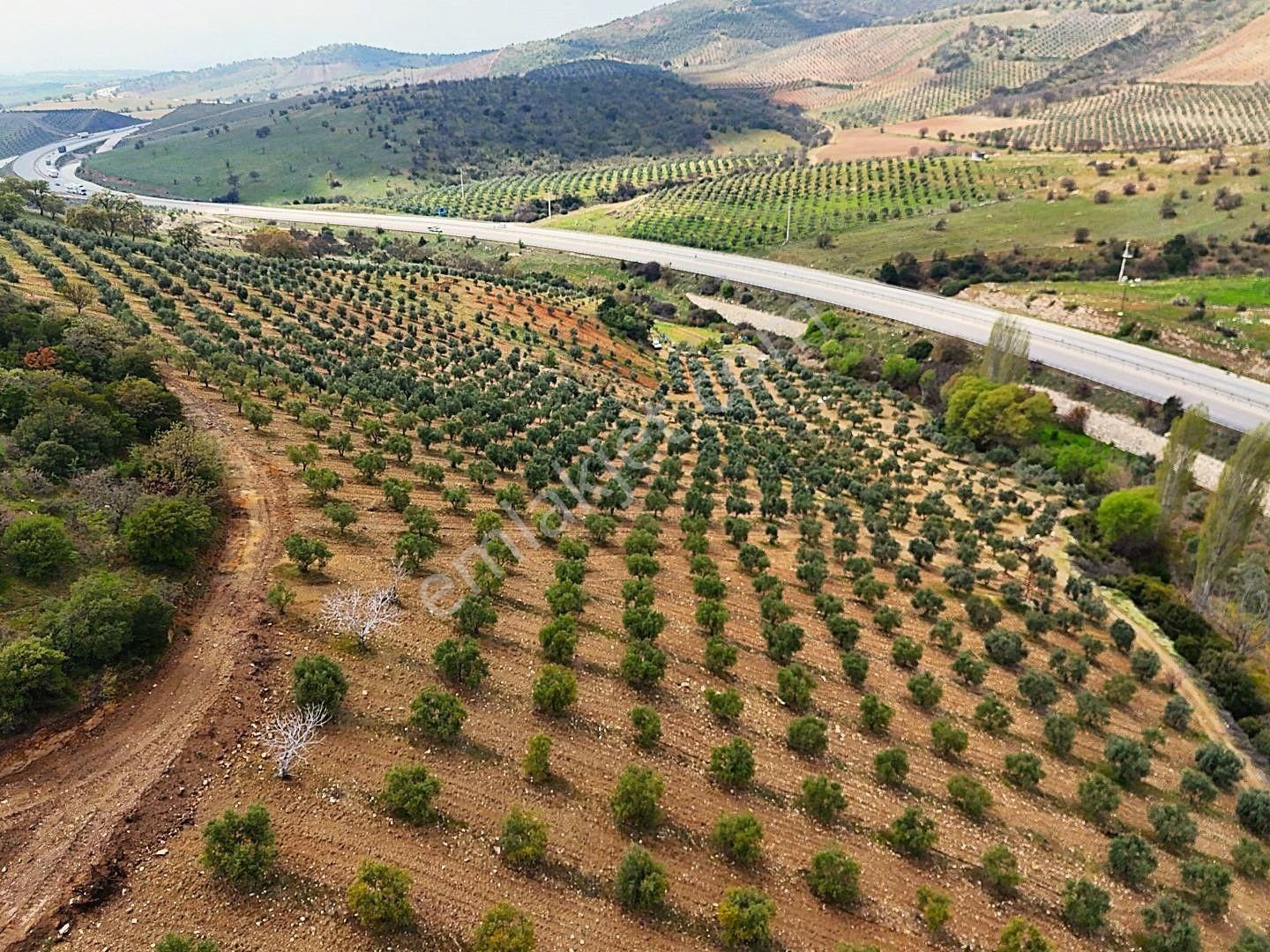Salihli De Satılık 93517 M2 Zeytinlik Ve Tarla (video) - Görsel 19