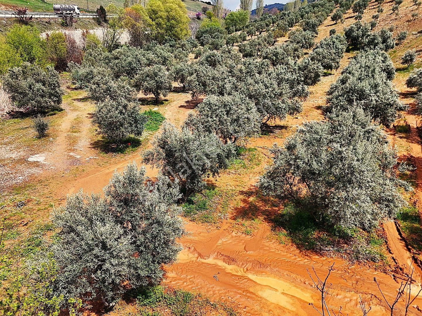 Salihli De Satılık 93517 M2 Zeytinlik Ve Tarla (video) - Görsel 25