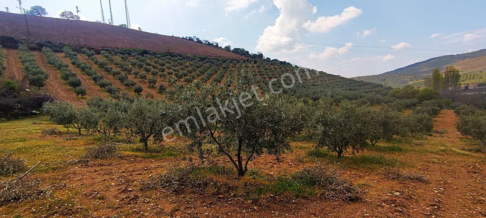 Salihli De Satılık 93517 M2 Zeytinlik Ve Tarla (video) - Görsel 26