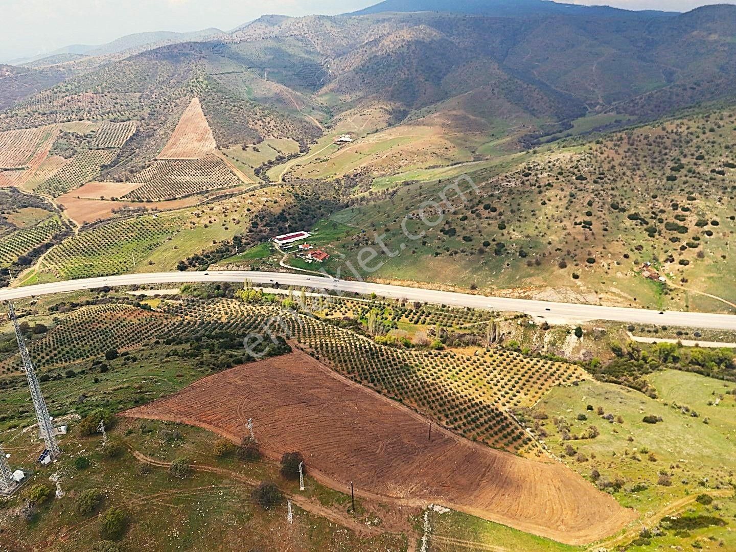 Salihli De Satılık 93517 M2 Zeytinlik Ve Tarla (video) - Görsel 5