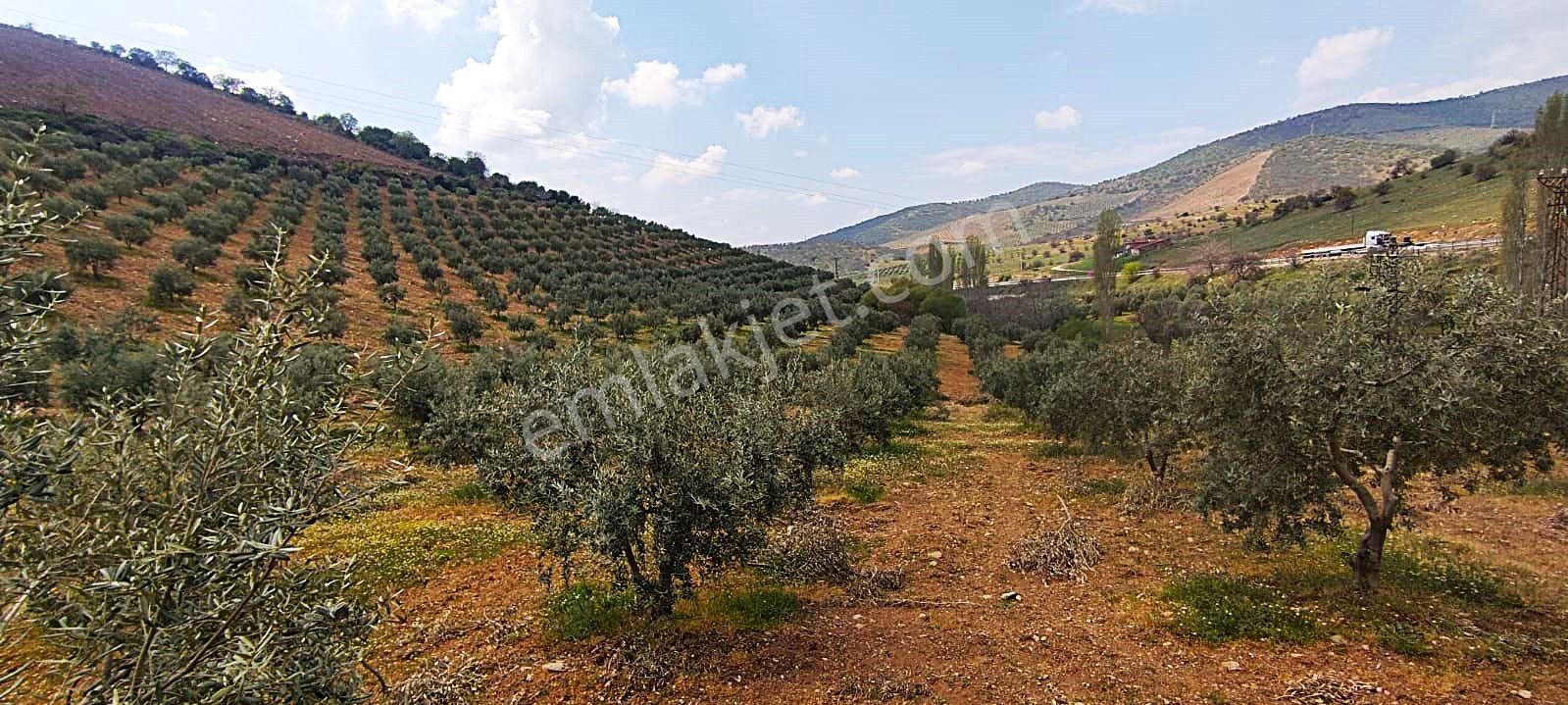 Salihli De Satılık 93517 M2 Zeytinlik Ve Tarla (video) - Görsel 28