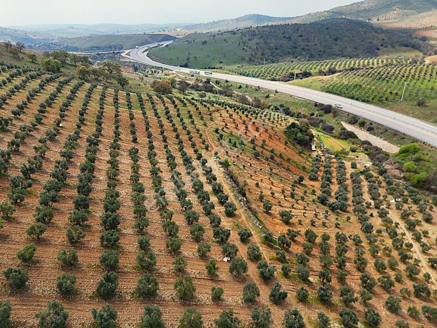 Salihli De Satılık 93517 M2 Zeytinlik Ve Tarla (video) - Görsel 20