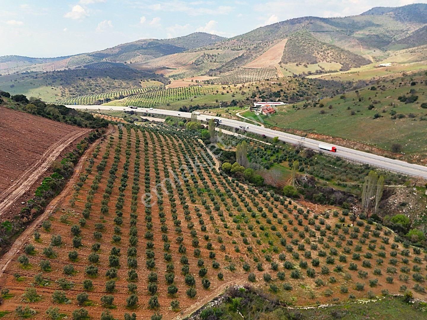 Salihli De Satılık 93517 M2 Zeytinlik Ve Tarla (video) - Görsel 17