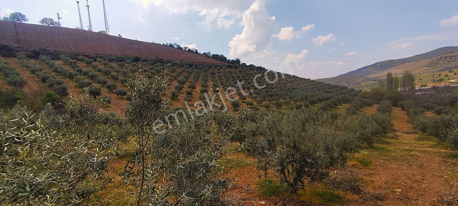 Salihli De Satılık 93517 M2 Zeytinlik Ve Tarla (video) - Görsel 29