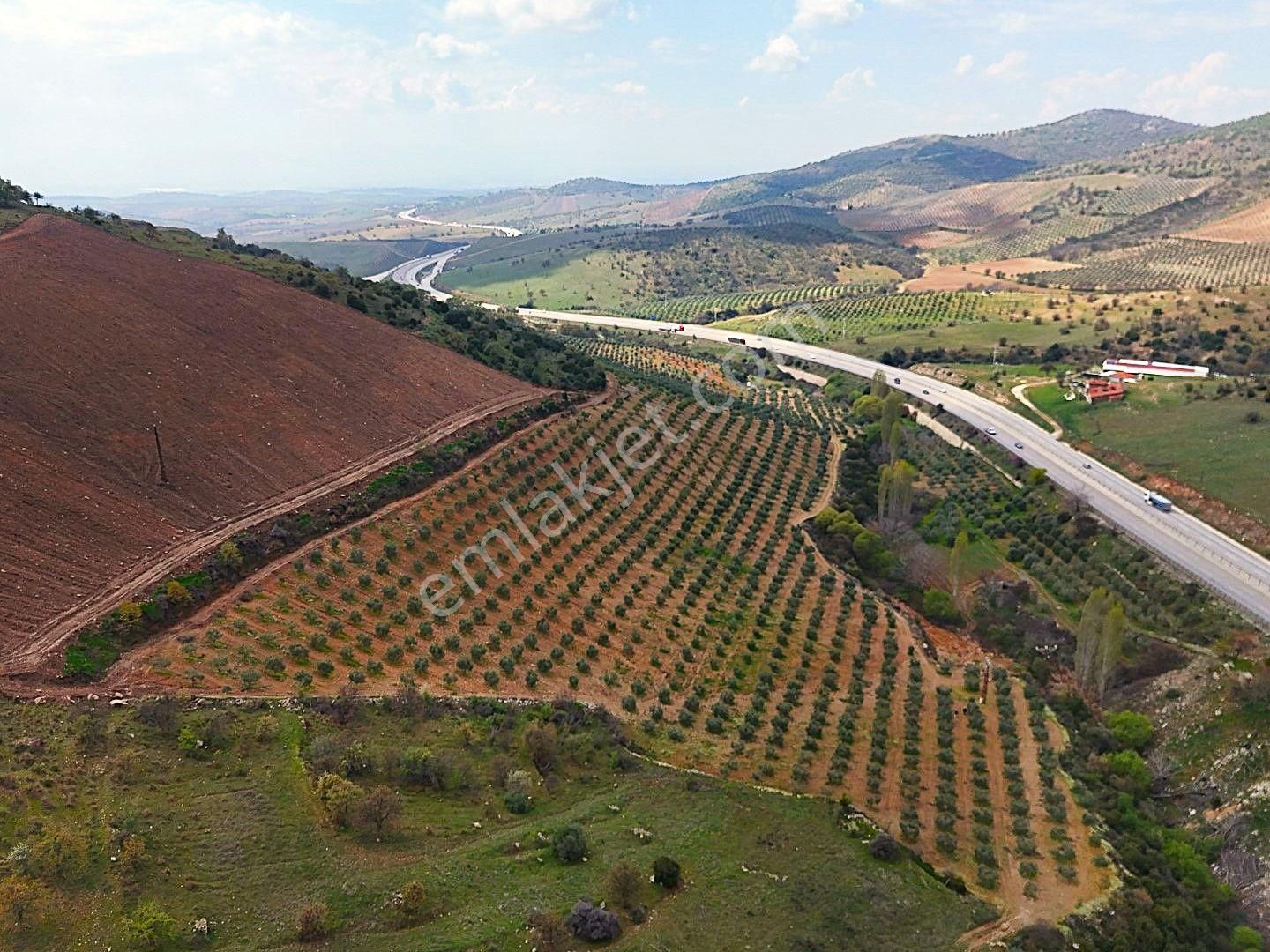Salihli De Satılık 93517 M2 Zeytinlik Ve Tarla (video) - Görsel 16