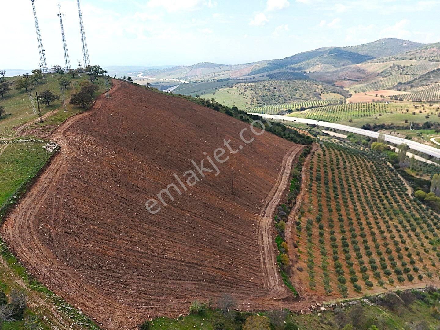 Salihli De Satılık 93517 M2 Zeytinlik Ve Tarla (video) - Görsel 15