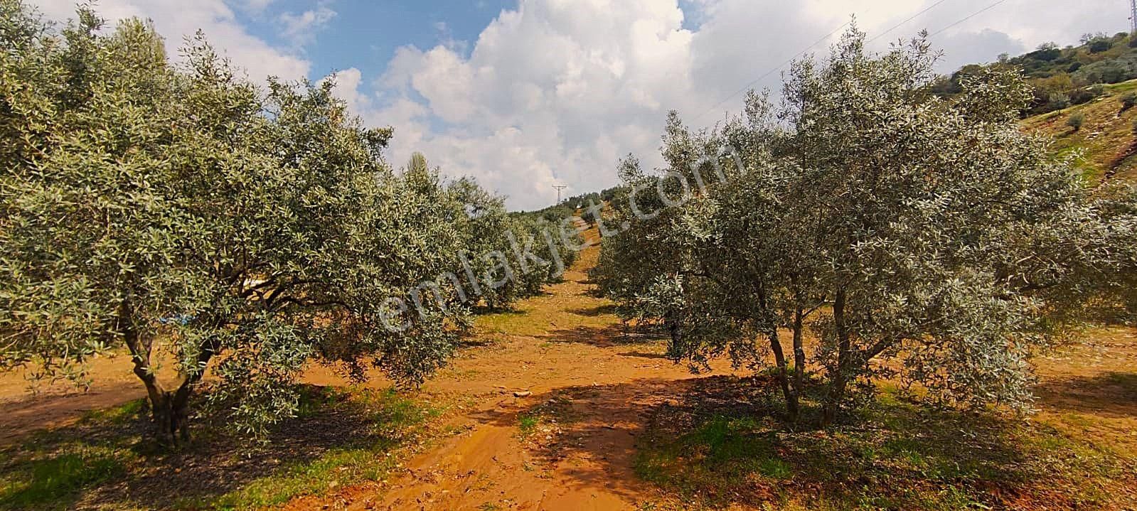 Salihli De Satılık 93517 M2 Zeytinlik Ve Tarla (video) - Görsel 33
