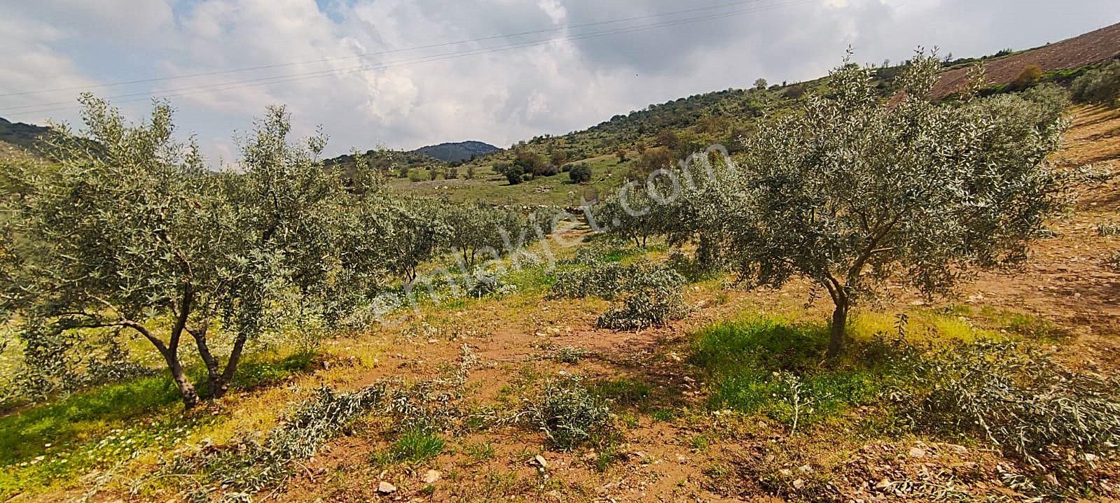 Salihli De Satılık 93517 M2 Zeytinlik Ve Tarla (video) - Görsel 32