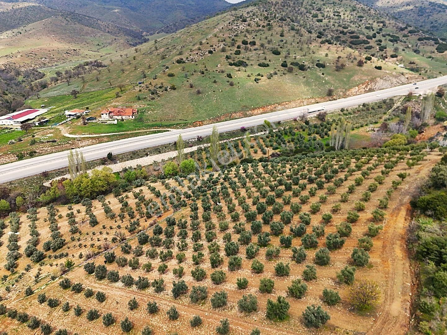 Salihli De Satılık 93517 M2 Zeytinlik Ve Tarla (video) - Görsel 21