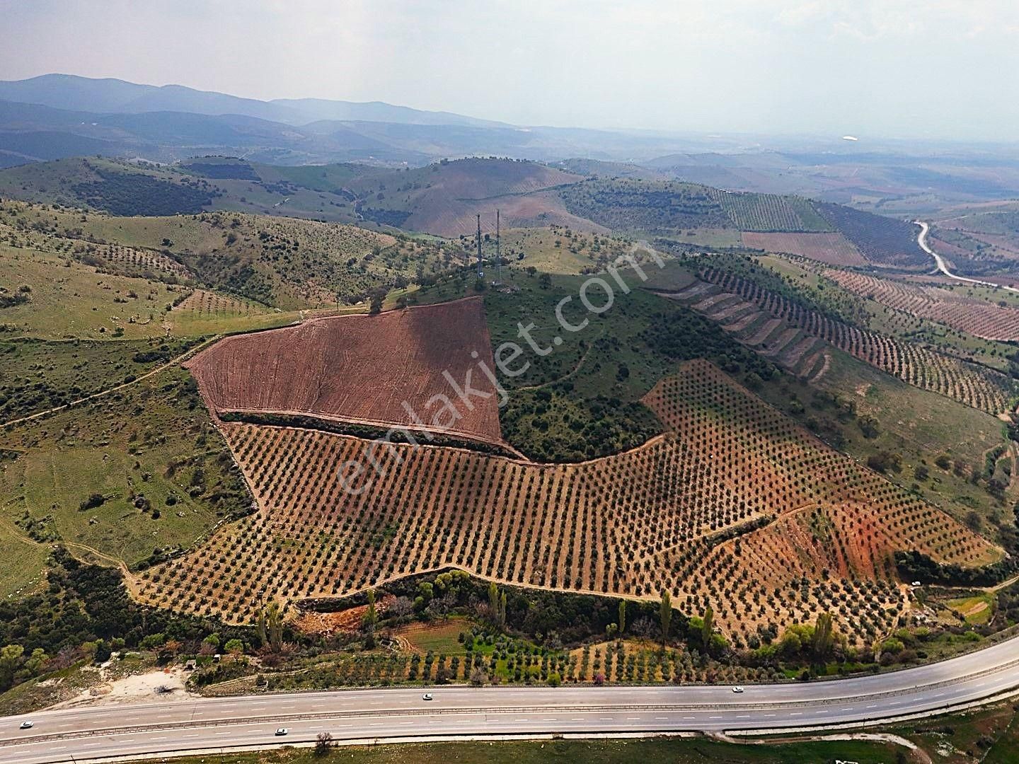 Salihli De Satılık 93517 M2 Zeytinlik Ve Tarla (video) - Görsel 10