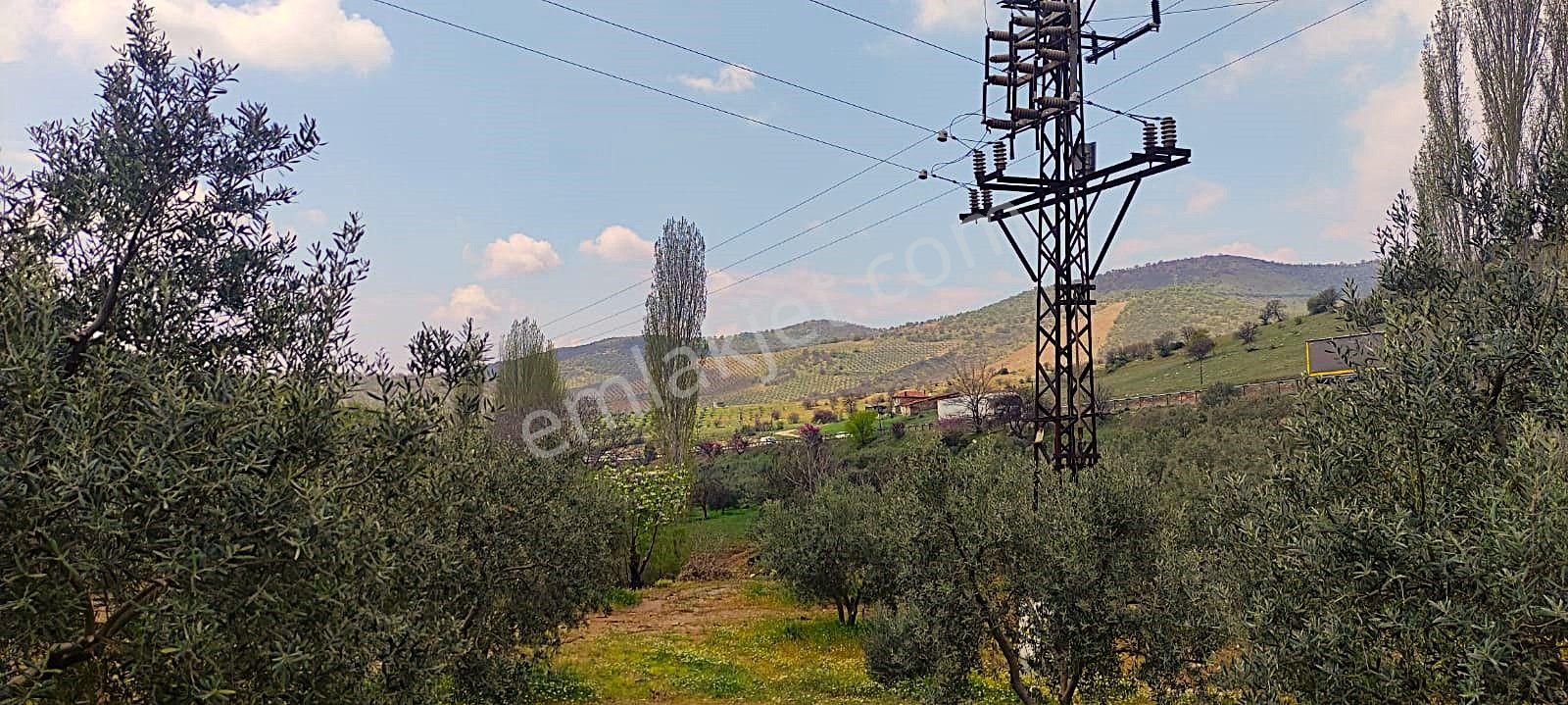 Salihli De Satılık 93517 M2 Zeytinlik Ve Tarla (video) - Görsel 34