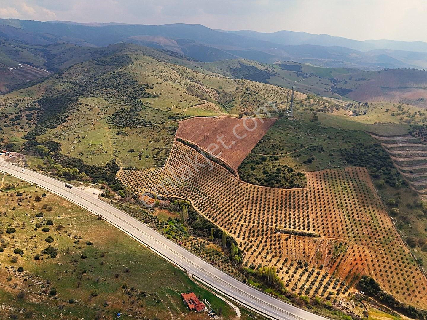 Salihli De Satılık 93517 M2 Zeytinlik Ve Tarla (video) - Görsel 9