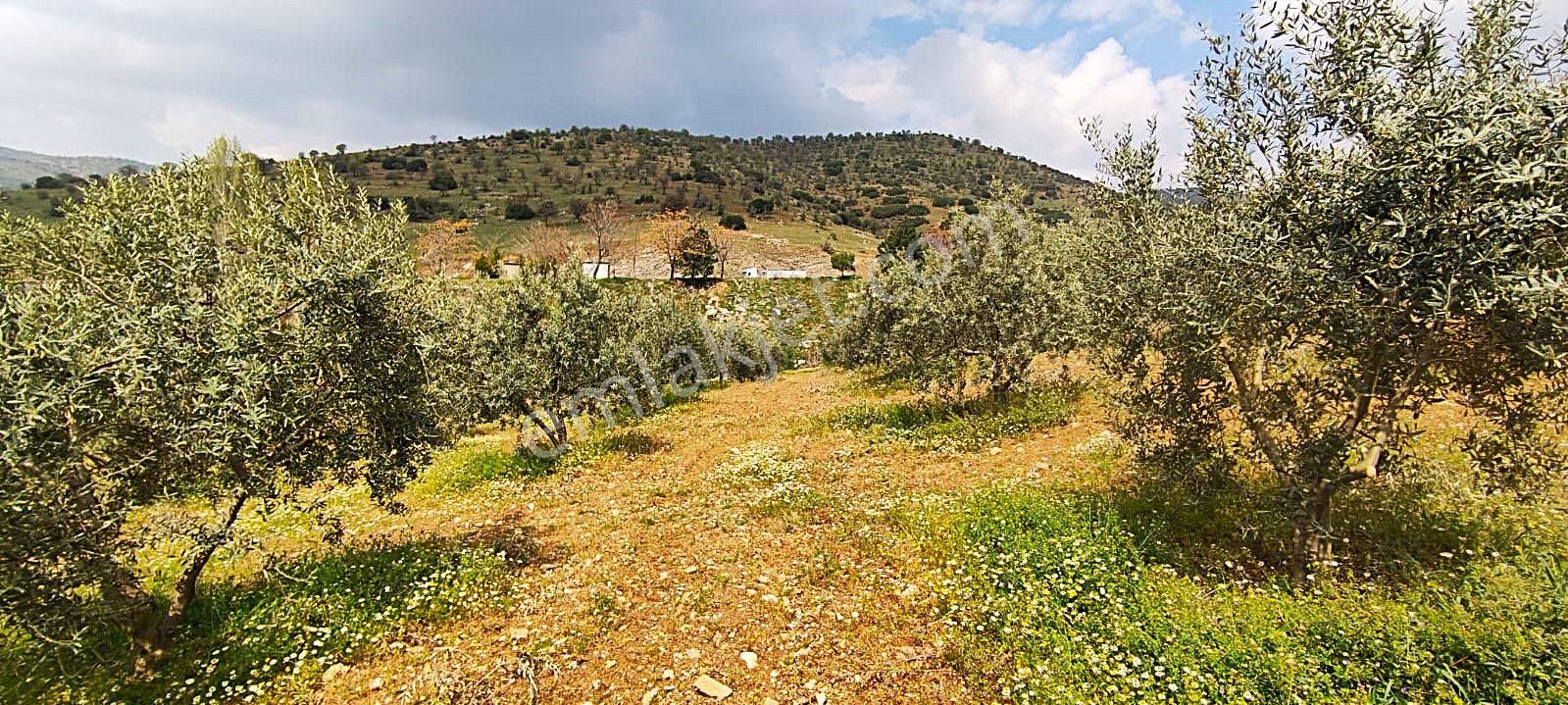 Salihli De Satılık 93517 M2 Zeytinlik Ve Tarla (video) - Görsel 30