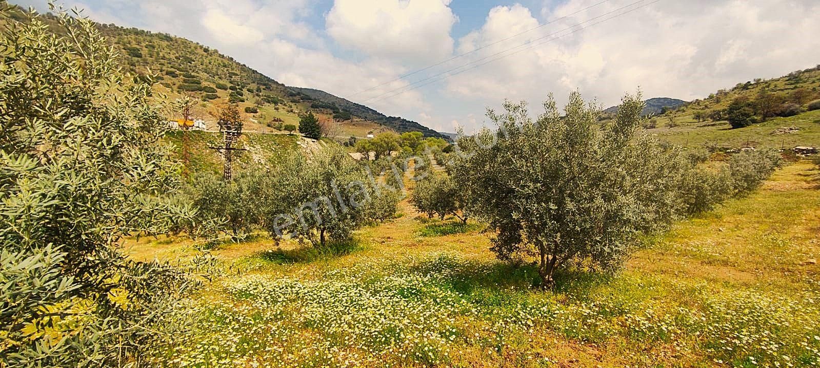 Salihli De Satılık 93517 M2 Zeytinlik Ve Tarla (video) - Görsel 31