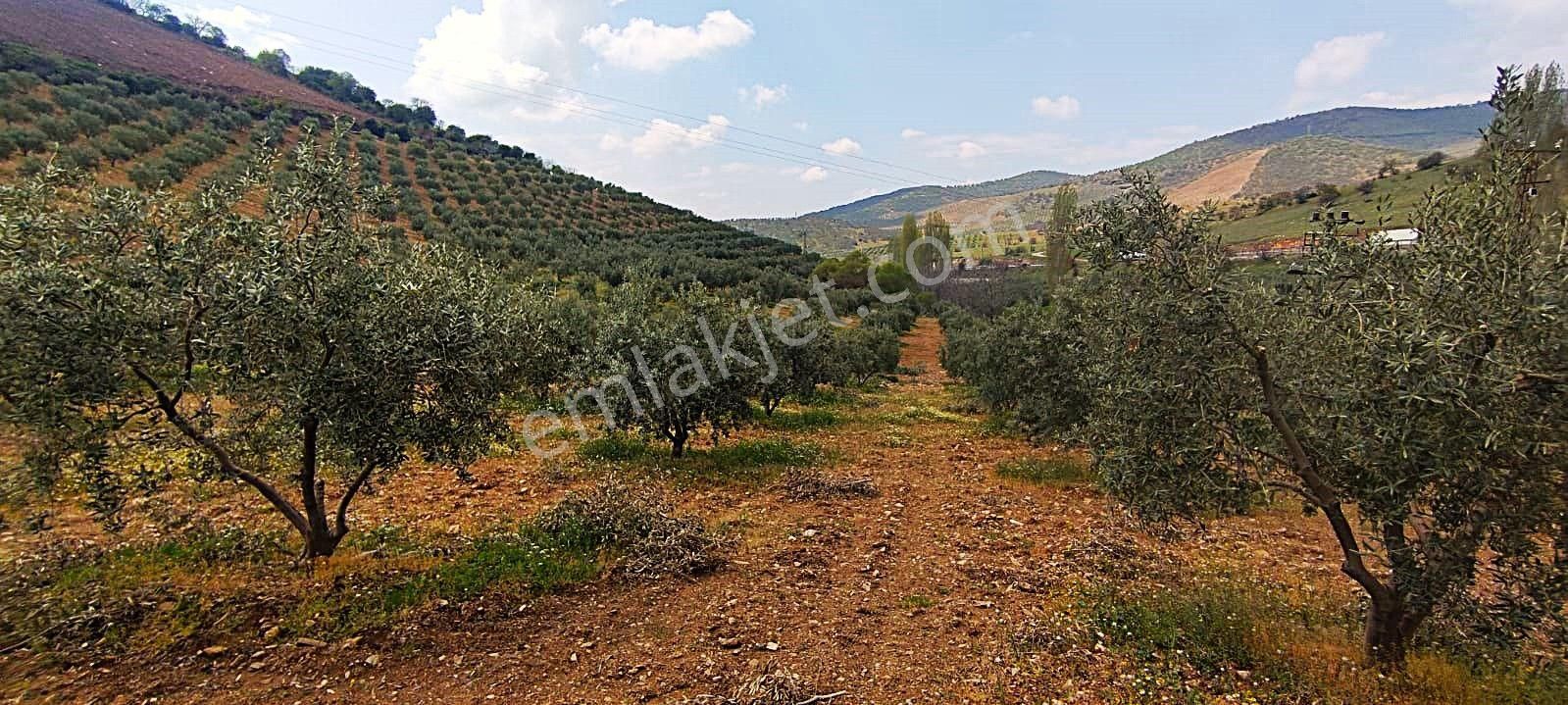 Salihli De Satılık 93517 M2 Zeytinlik Ve Tarla (video) - Görsel 27