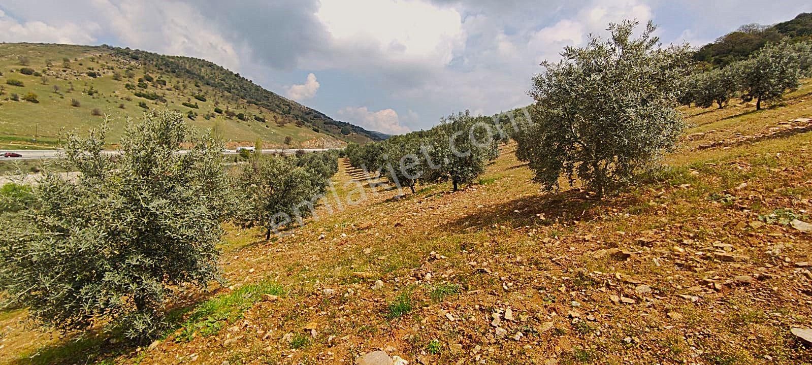 Salihli De Satılık 93517 M2 Zeytinlik Ve Tarla (video) - Görsel 35