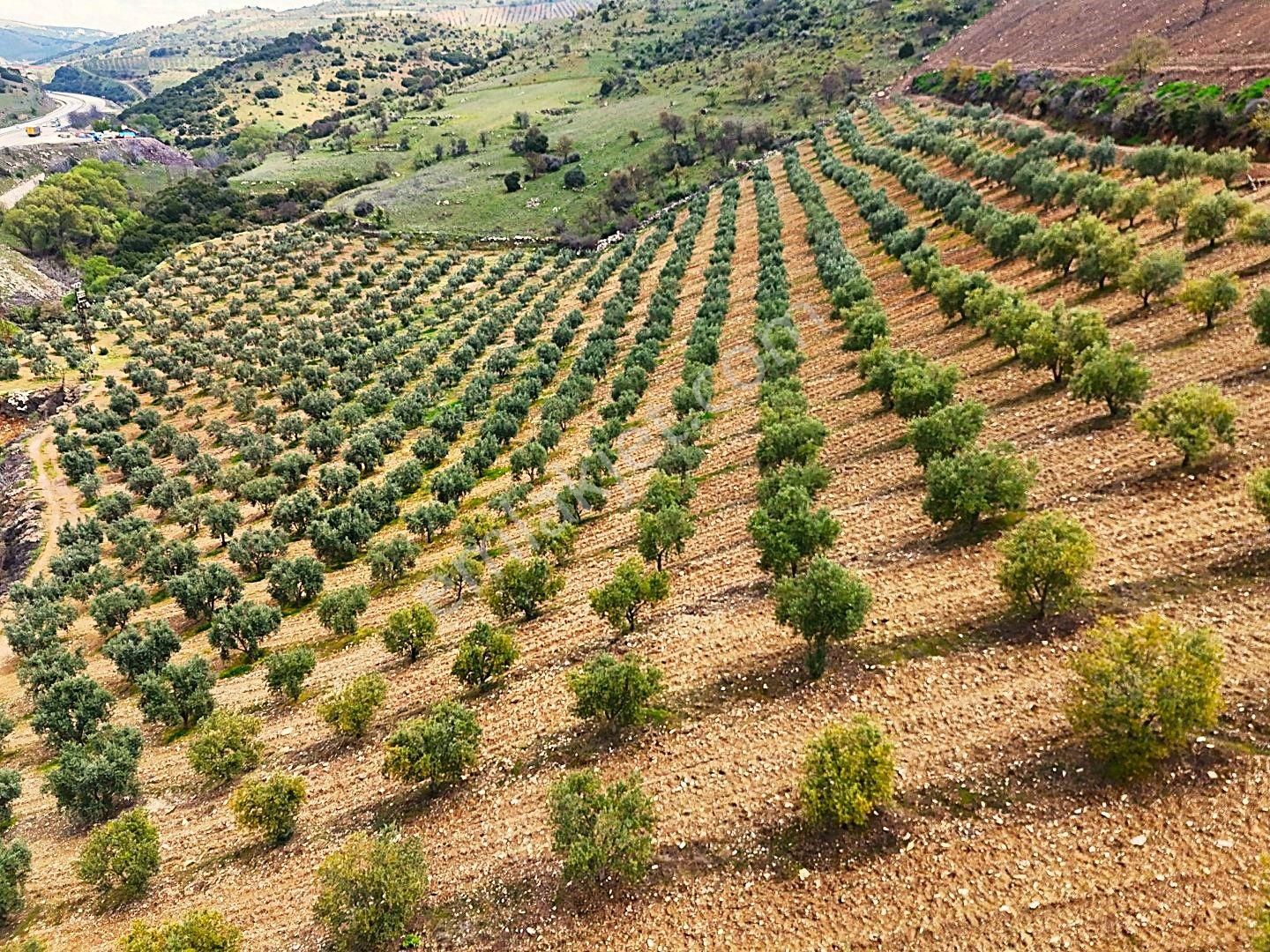 Salihli De Satılık 93517 M2 Zeytinlik Ve Tarla (video) - Görsel 22